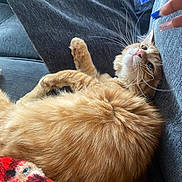 Mango is registered to the contest to win money with this photo: cat, orange_cat, tabby, ginger_cat, pet, feline, whiskers, paw, couch, sofa, cushion, blanket, fur, indoor, cozy, portrait, looking_up, human_hand, manicure, relaxed