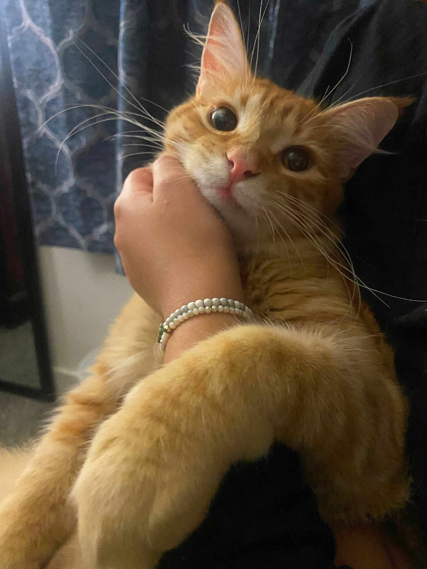 Mango is registered to the contest to win money with this photo: cat, ginger_cat, pet, whiskers, human_hand, bracelet, indoor, curtain, close_up, fur, big_eyes, pink_nose, holding, cozy, portrait, feline, paws, relaxed, home, domestic_cat