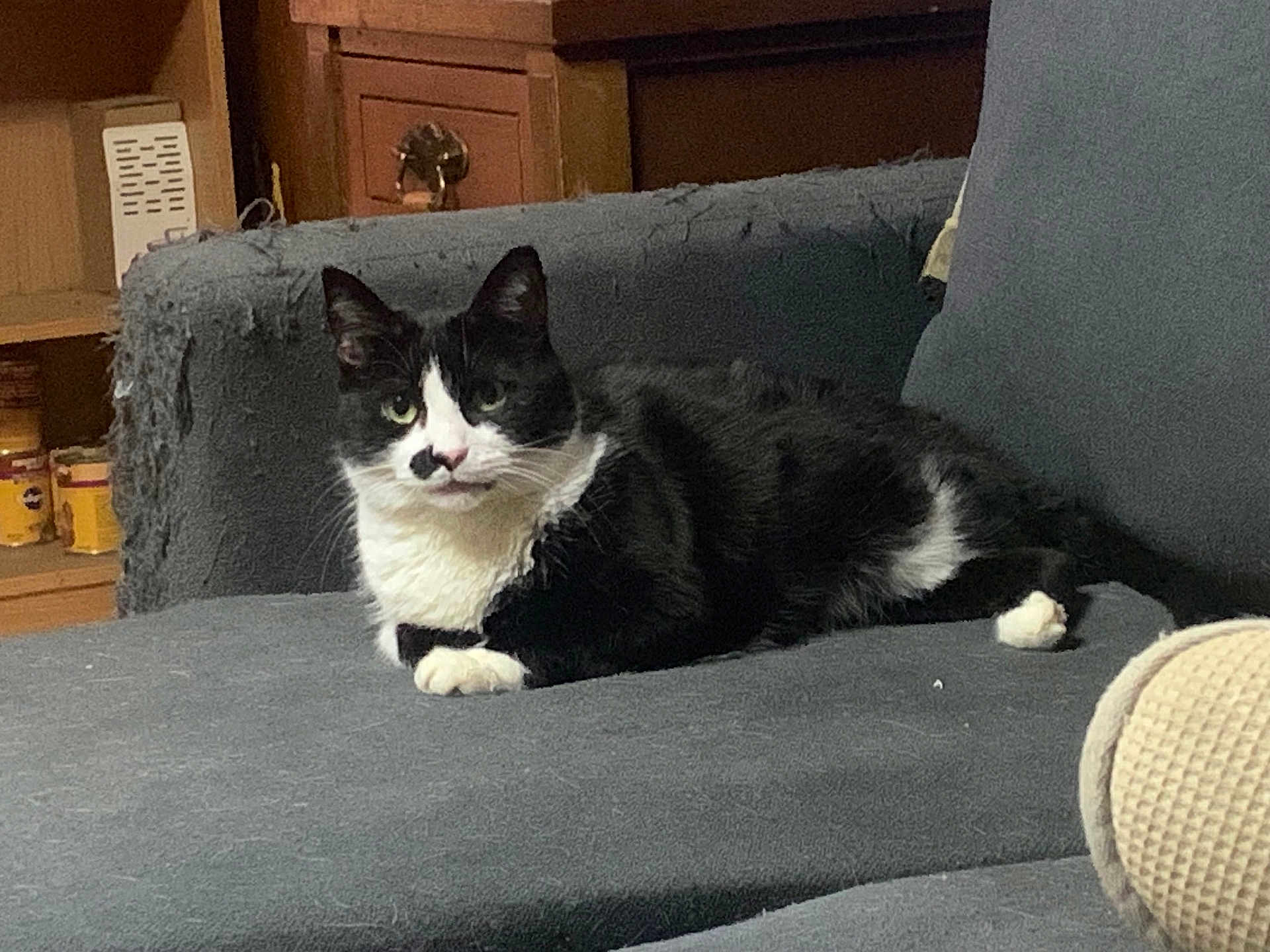 Burger is registered to the contest to win money with this photo: cat, black_and_white, feline, pet, indoor, couch, furniture, relaxed, animal, looking_at_camera, whiskers, ears, paws, home, cozy, sitting, living_room, domestic, fur, resting