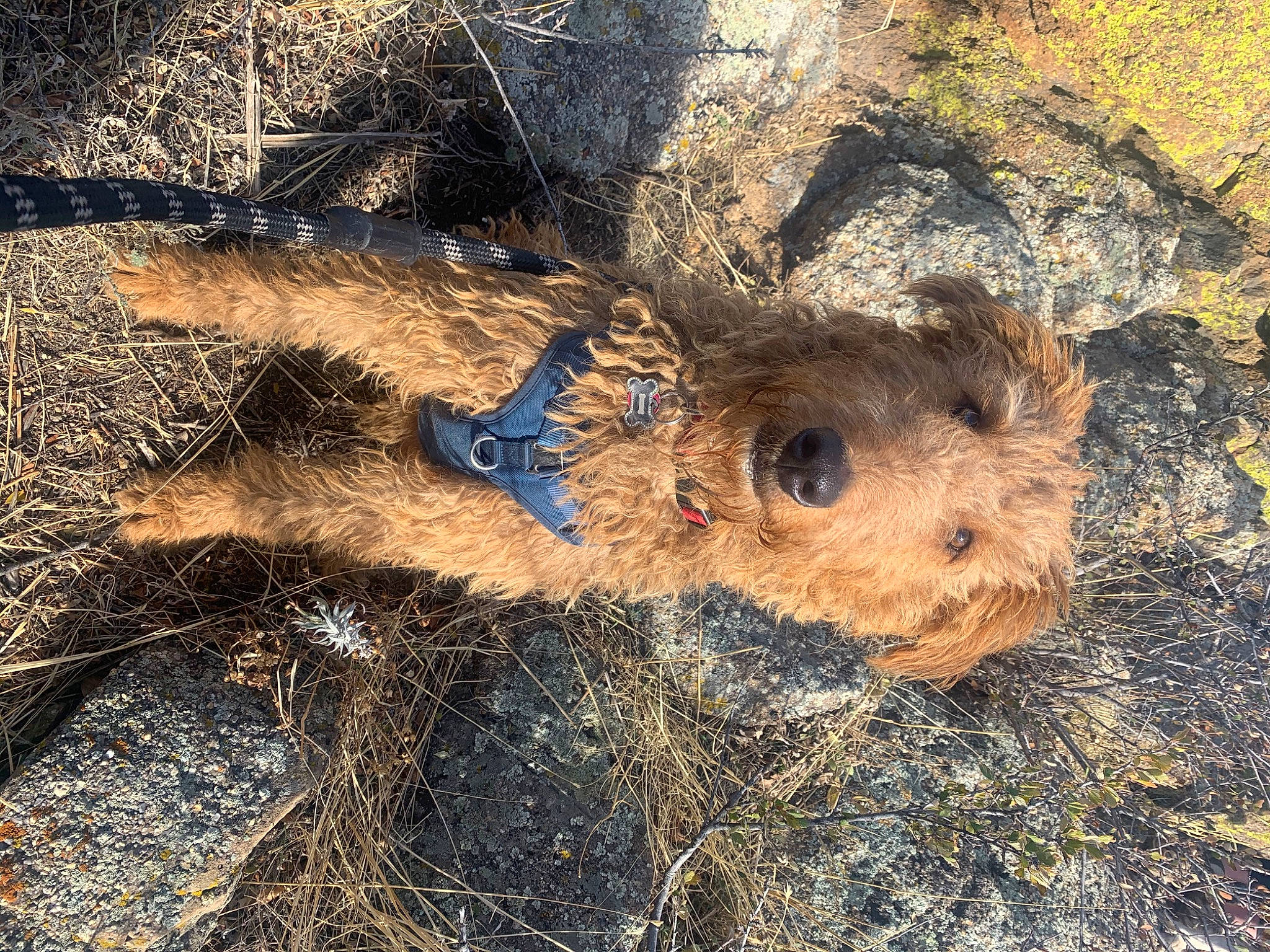 Berry is registered to the contest to win money with this photo: canidae, carnivore, event, fawn, fur, grass, landscape, natural_material, plant, road_surface, rock, shadow, snout, soil, sporting_group, terrestrial_animal, terrier, trunk, wildlife, wood
