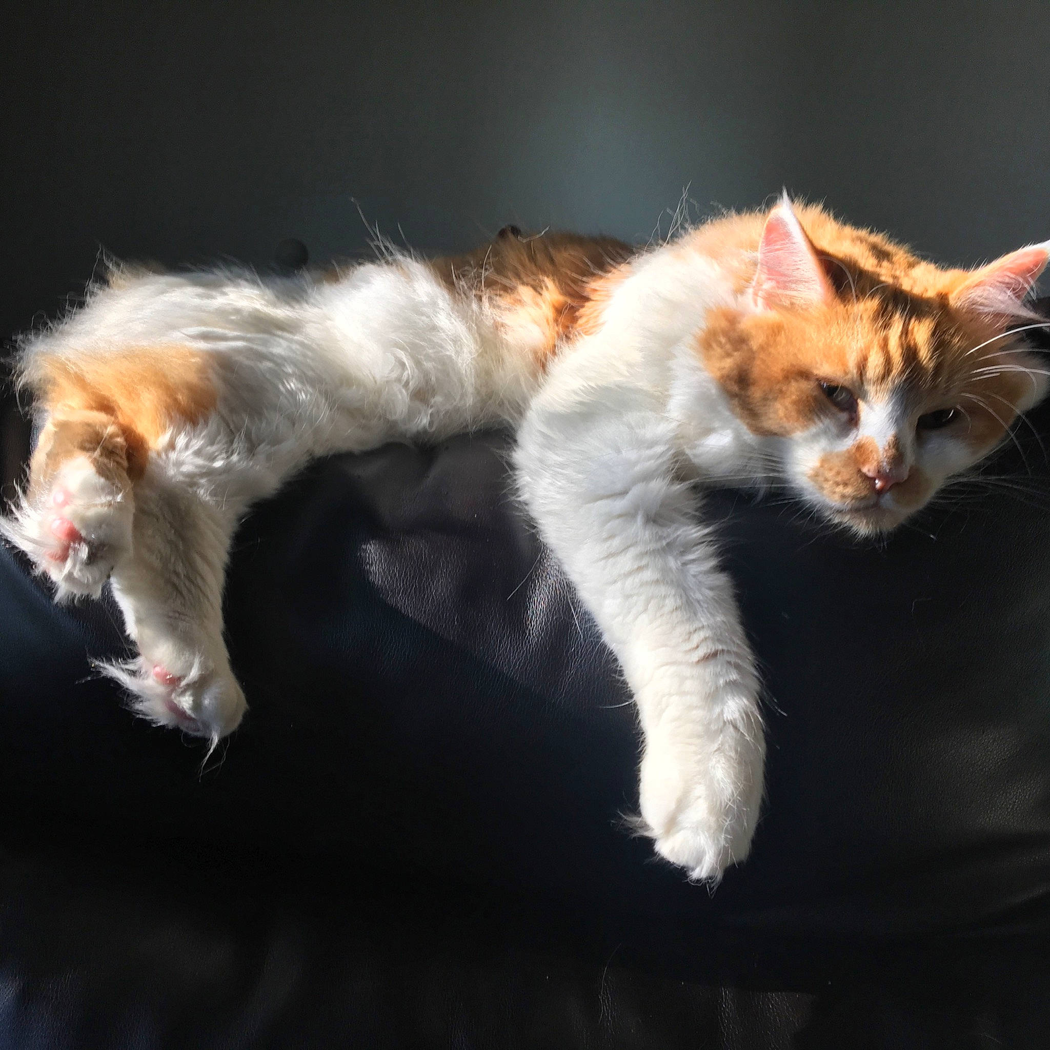 Mango is registered to the contest to win money with this photo: art, carnivore, cat, claw, close_up, darkness, domestic_short_haired_cat, eye, felidae, fur, macro_photography, paw, plant, small_to_medium_sized_cats, snout, tail, terrestrial_animal, whiskers, wildlife, window