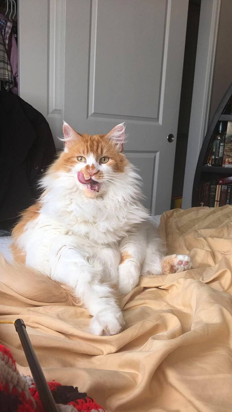 Mango is registered to the contest to win money with this photo: bed, carnivore, cat, claw, comfort, door, fawn, felidae, foot, fur, natural_material, paw, peach, sitting, small_to_medium_sized_cats, snout, tail, terrestrial_animal, whiskers, window