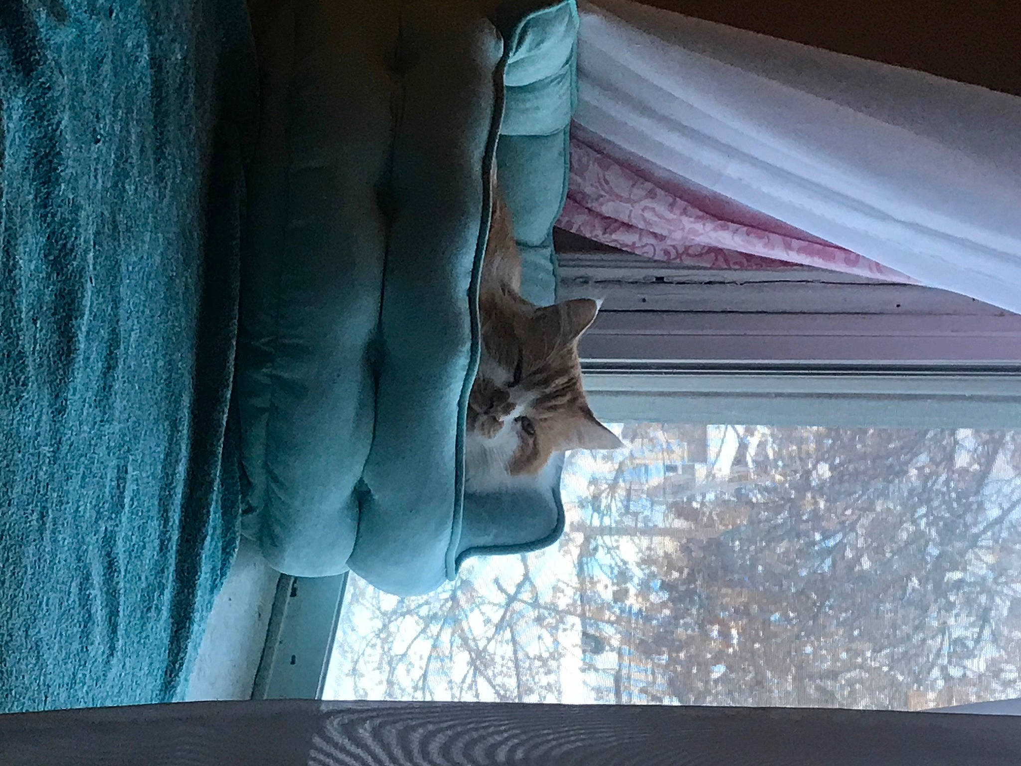 Mango joined the competition — help win amazing prizes! carnivore, cat, door, felidae, glass, room, sash_window, shade, small_to_medium_sized_cats, tail, textile, tints_and_shades, transparent_material, tree, water, window, window_treatment, windshield, winter, wood