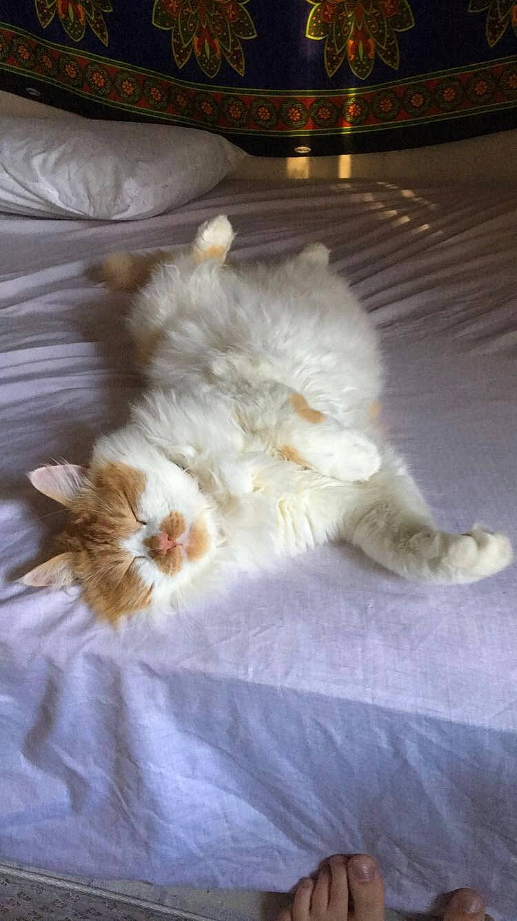 Mango is registered to the contest to win money with this photo: bed, carnivore, cat, claw, comfort, companion_dog, couch, feather, felidae, fur, linens, nap, paw, ragdoll, room, small_to_medium_sized_cats, tail, whiskers