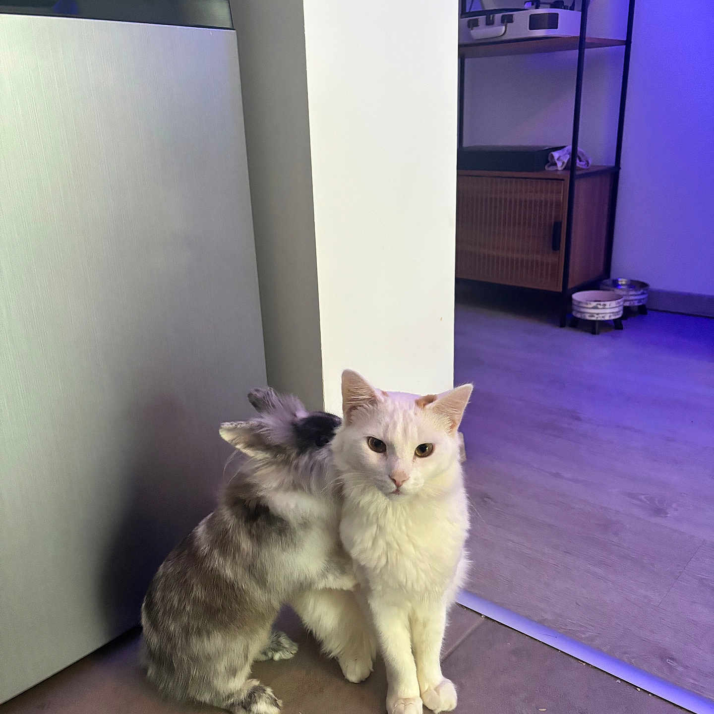 Mrchat a rejoint le concours — aidez-le/la à gagner de superbes lots ! animal, appliance, cat, companion, cute, floor, fridge, fur, furniture, gray_rabbit, home, indoor, pet, purple_light, quiet, rabbit, sitting, tile, whispering, white_cat