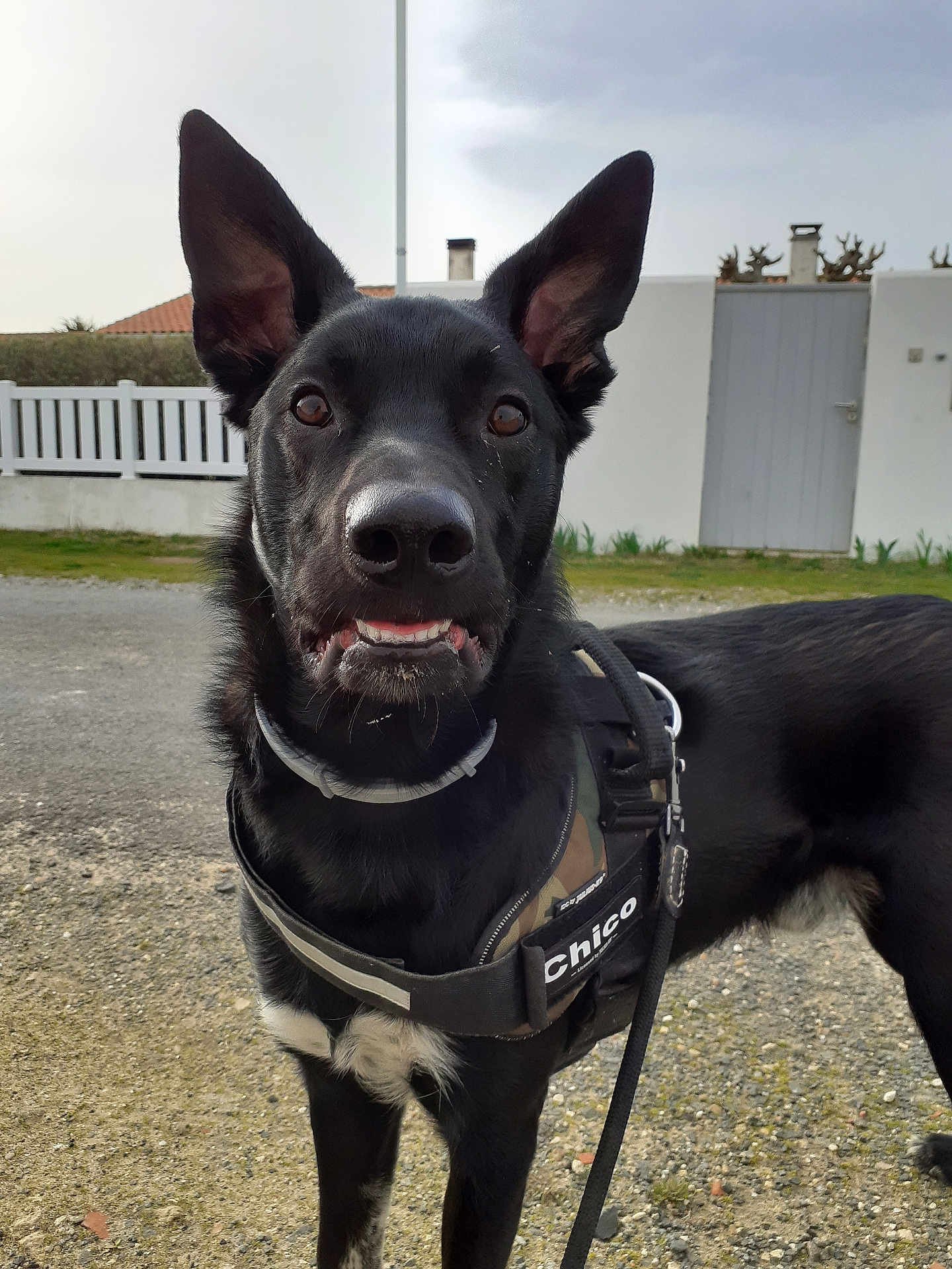 Chico a rejoint le concours — aidez-le/la à gagner de superbes lots ! dog, black_dog, pet, animal, canine, harness, leash, outdoor, gravel, fence, gate, ears_up, close_up, portrait, grass, sidewalk, daylight, cute, alert, friendly