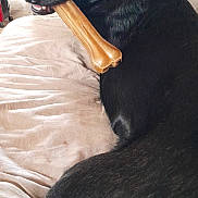 Chico a rejoint le concours — aidez-le/la à gagner de superbes lots ! dog, black_dog, bone, chew_toy, couch, indoor, pet, animal, fur, looking_back, brown_bone, relaxed, household, cozy, furniture, close_up, canine, domestic_animal, resting, companion