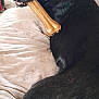 dog, black_dog, bone, chew_toy, couch, indoor, pet, animal, fur, looking_back, brown_bone, relaxed, household, cozy, furniture, close_up, canine, domestic_animal, resting, companion