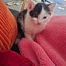 Robin is registered to the contest to win money with this photo: animal, black_and_white, blanket, cat, cozy, cushion, cute, face, feline, furniture, home, indoors, kitten, orange, pet, pink, portrait, sitting, whiskers, young_animal