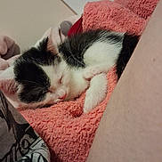 Robin joined the competition — help win amazing prizes! animal, bedroom, black_and_white, cat, closed_eyes, cozy, cute, fur, hammock, indoors, kitten, paw, pet, pink_blanket, portrait, relaxed, resting, sleeping, soft_texture, whiskers