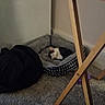 Robin joined the competition — help win amazing prizes! black_and_white, blanket, can, carpet, cat, cozy, energy_drink, floor, furniture, gray, home, indoors, kitten, living_room, pet_bed, photography, relaxed, resting, sleeping, table