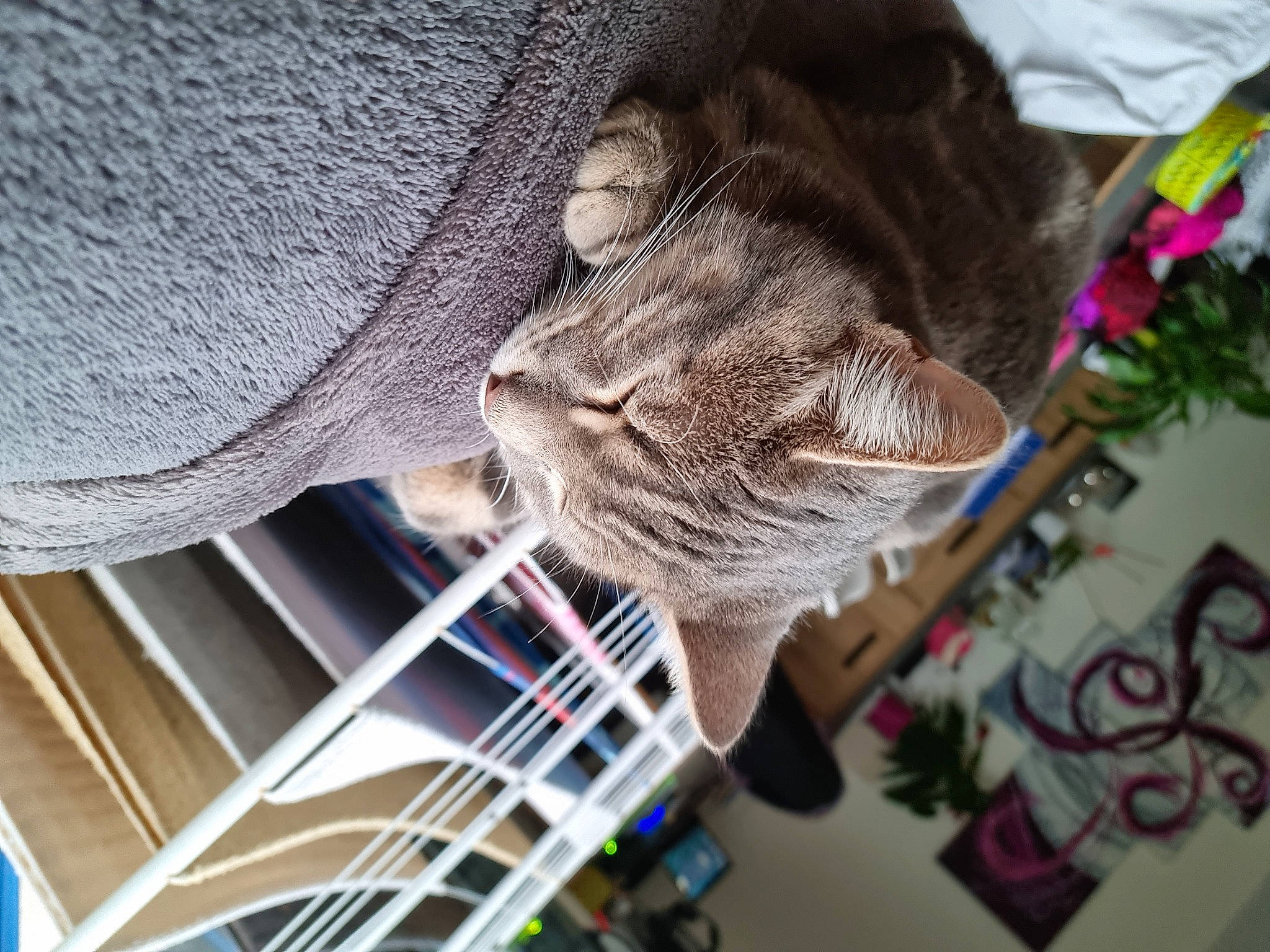 Simba participe au concours pour gagner de l'argent avec cette photo : carnivore, cat, domestic_short_haired_cat, fawn, felidae, fur, hat, plant, small_to_medium_sized_cats, snout, tail, textile, thread, tree, whiskers, window, wood, wool, woolen, woven_fabric