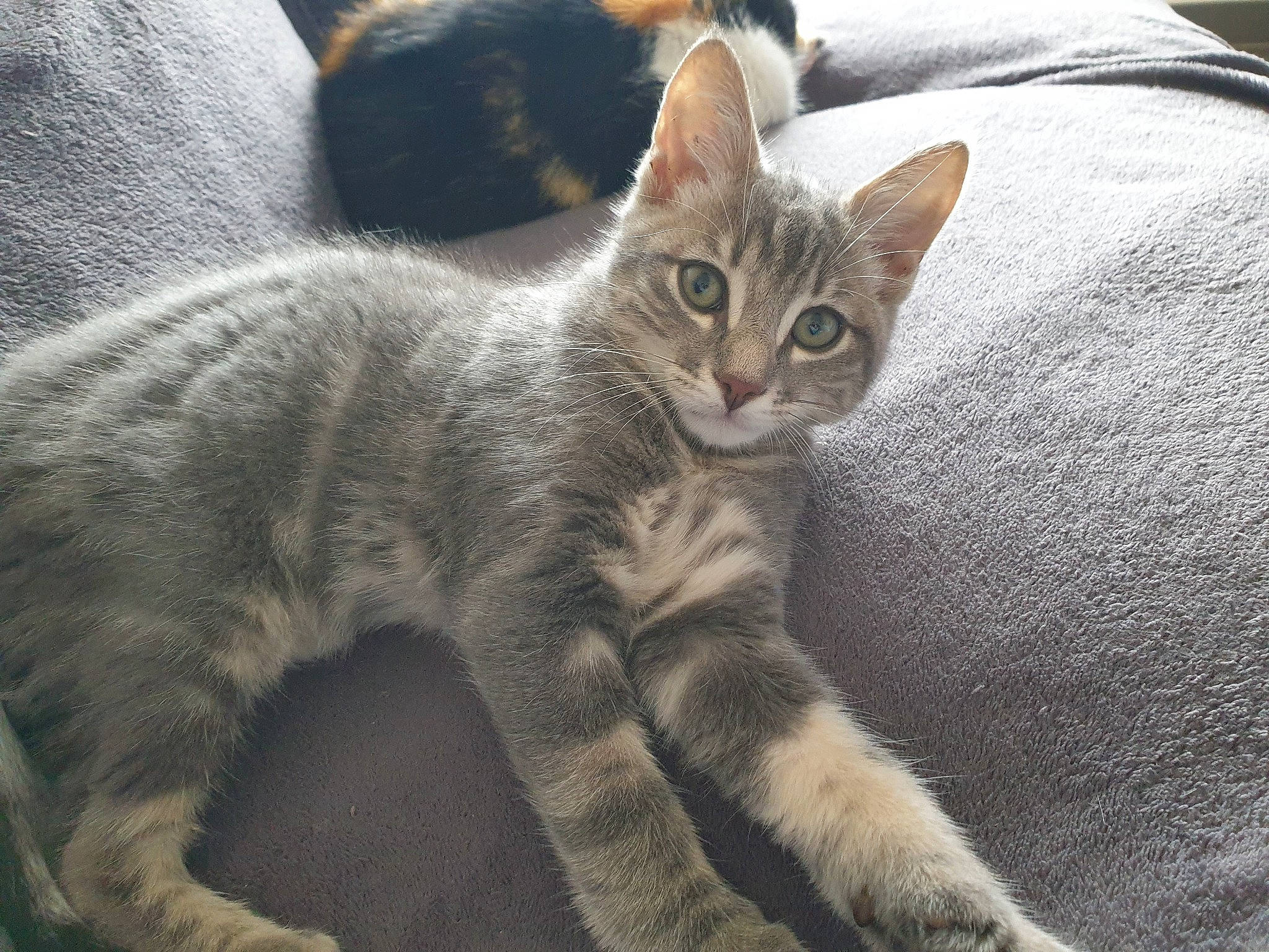 Simba a rejoint le concours — aidez-le/la à gagner de superbes lots ! carnivore, cat, claw, comfort, domestic_short_haired_cat, felidae, fur, grey, paw, small_to_medium_sized_cats, snout, tail, terrestrial_animal, whiskers, wildlife