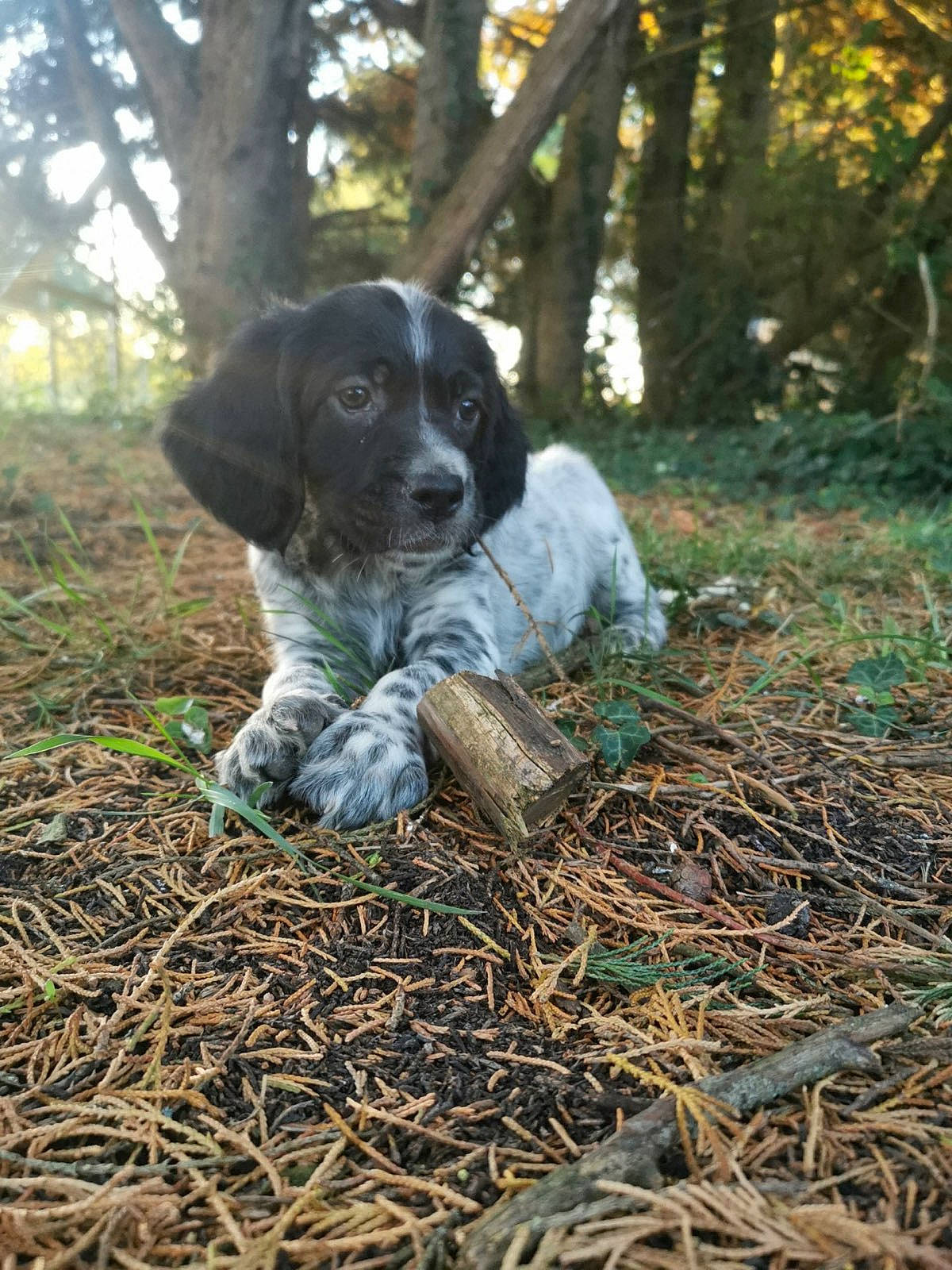 Thanos participe au concours pour gagner de l'argent avec cette photo : ball, canidae, carnivore, companion_dog, dog, dog_breed, fawn, forest, fur, grass, gun_dog, plant, snout, soil, sporting_group, tree, twig, wood, woodland, working_animal