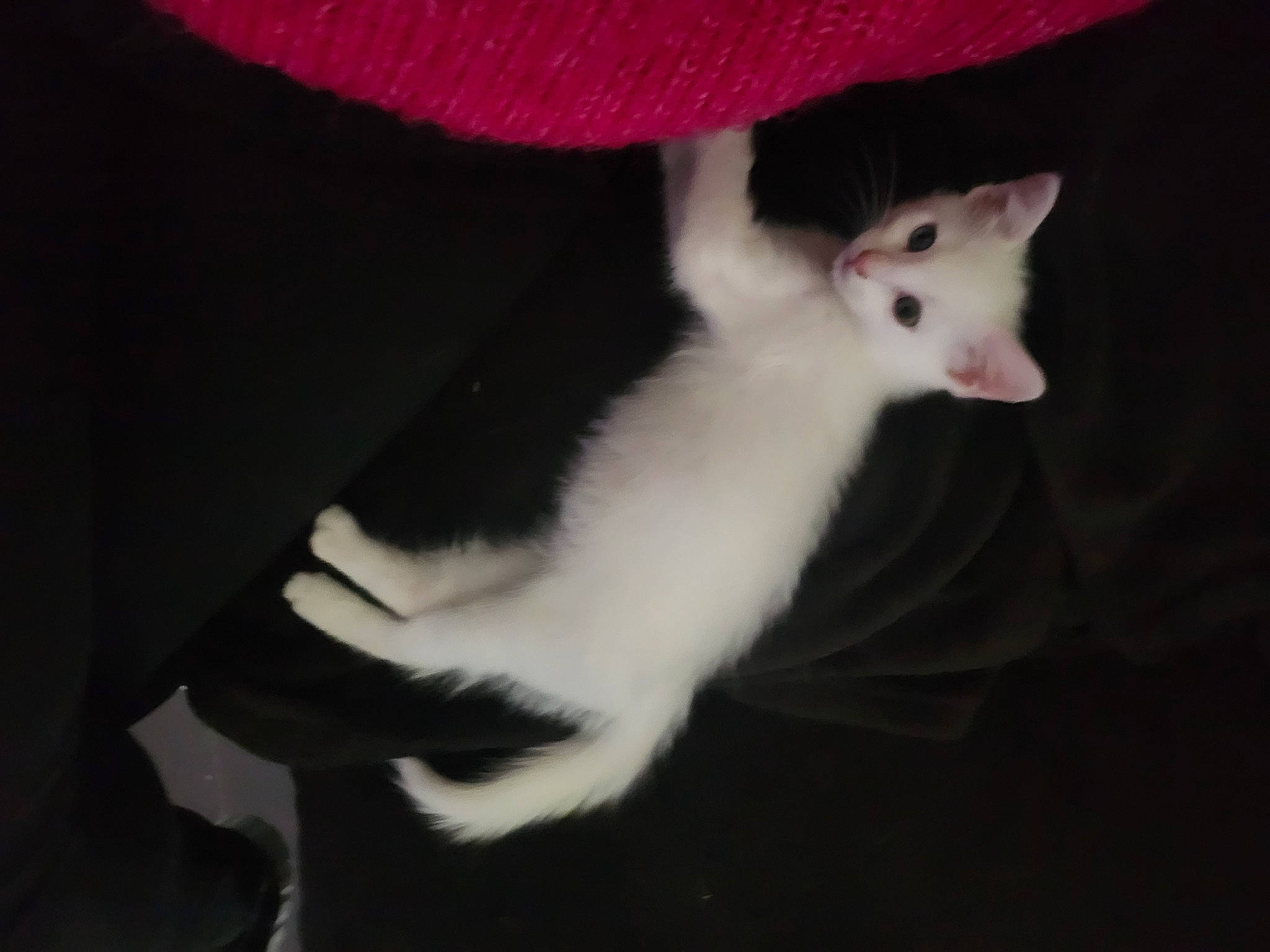 Bella a rejoint le concours — aidez-le/la à gagner de superbes lots ! carmine, carnivore, cat, darkness, domestic_short_haired_cat, felidae, formal_wear, fur, paw, small_to_medium_sized_cats, tail, whiskers