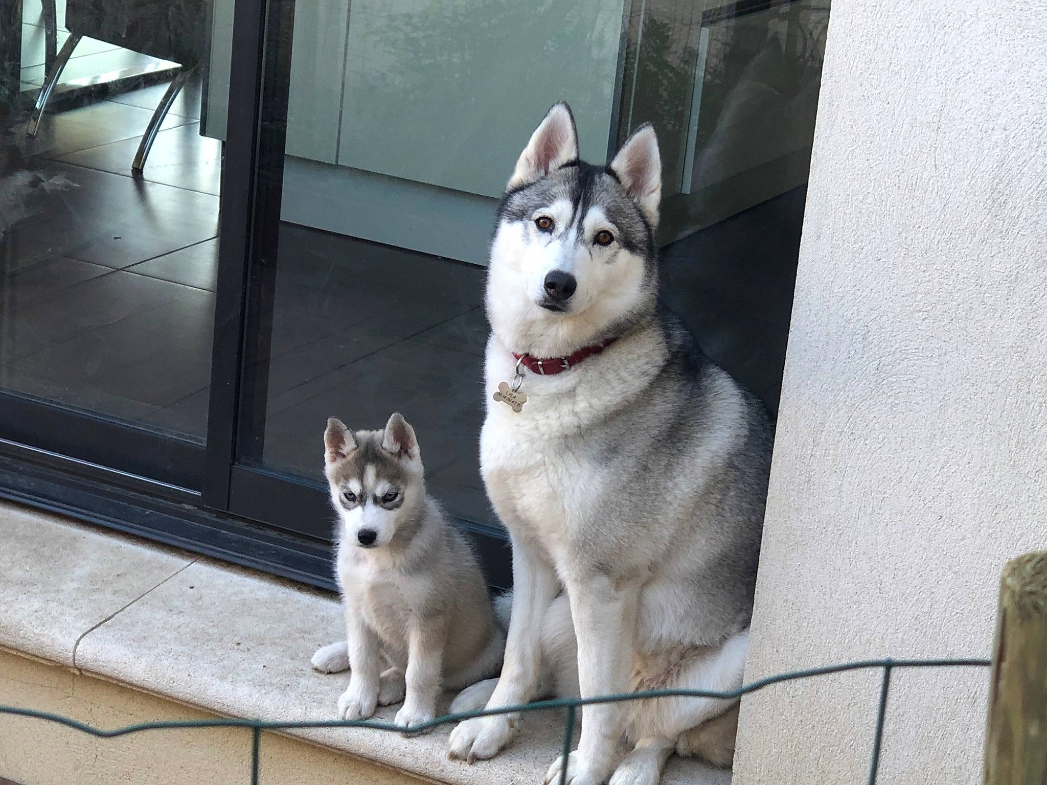 Massaï participe au concours pour gagner de l'argent avec cette photo : alaskan_klee_kai, alaskan_malamute, canidae, carnivore, dog, dog_breed, east_siberian_laika, jamthund, mammal, miniature_siberian_husky, native_american_indian_dog, northern_inuit_dog, saarloos_wolfdog, sakhalin_husky, seppala_siberian_sleddog, siberian_husky, sled_dog, tamaskan_dog, vertebrate, wolfdog