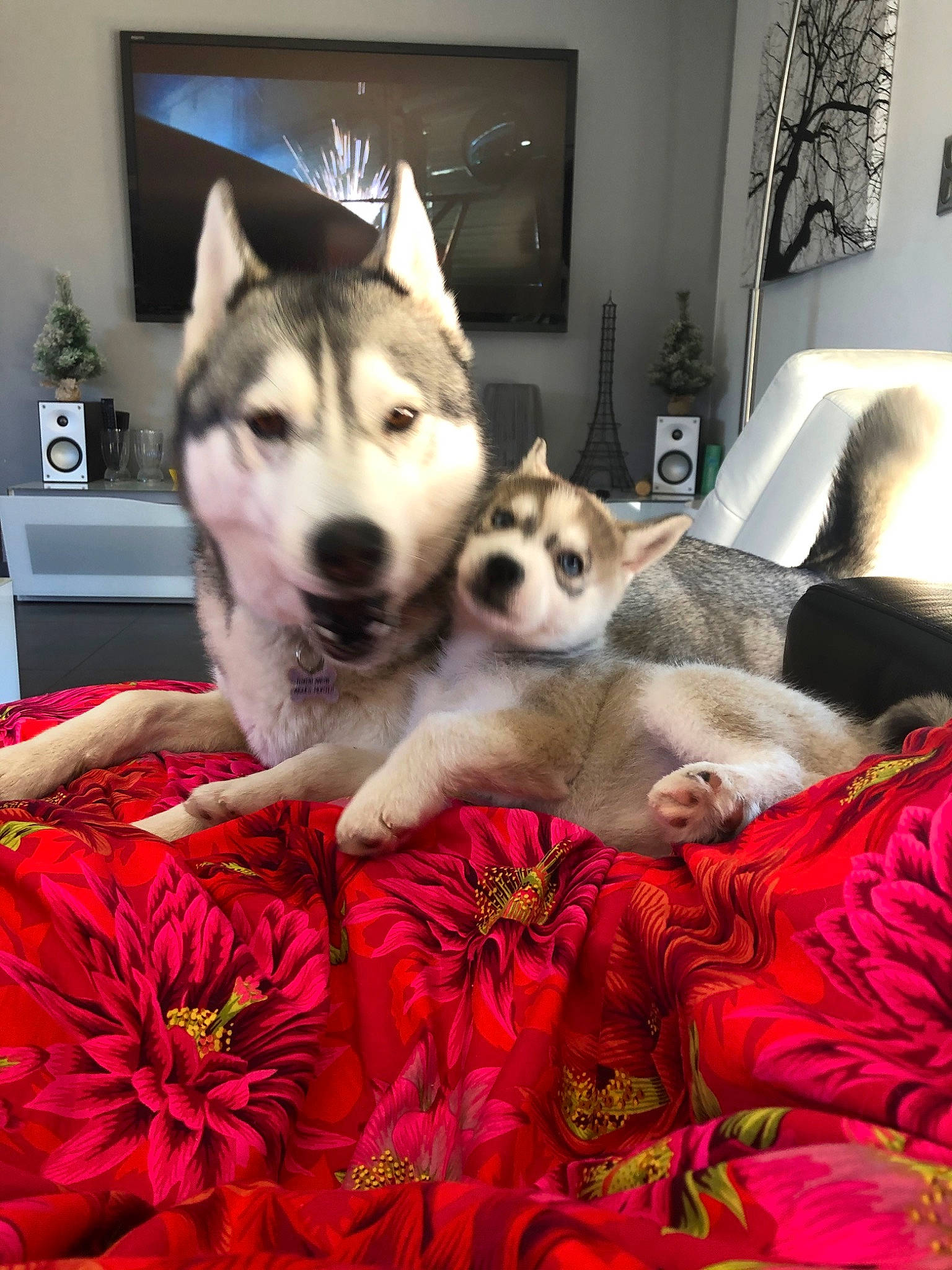 Massaï participe au concours pour gagner de l'argent avec cette photo : alaskan_klee_kai, alaskan_malamute, canadian_eskimo_dog, canidae, carnivore, dog, dog_breed, east_siberian_laika, mammal, miniature_siberian_husky, northern_inuit_dog, sakhalin_husky, seppala_siberian_sleddog, siberian_husky, sled_dog, tamaskan_dog, vertebrate, west_siberian_laika, wolfdog, working_dog