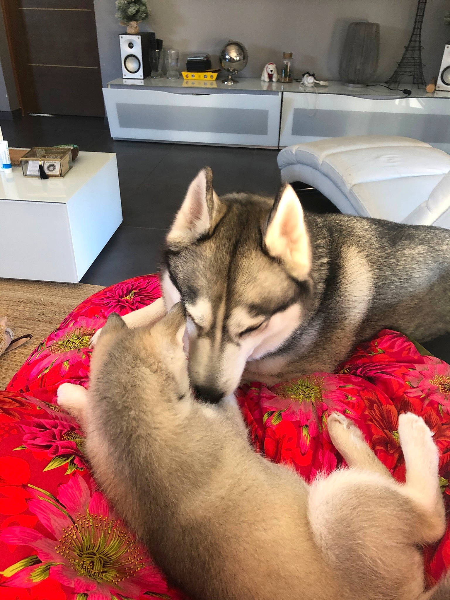 Massaï participe au concours pour gagner de l'argent avec cette photo : alaskan_klee_kai, alaskan_malamute, canidae, carnivore, czechoslovakian_wolfdog, dog, dog_breed, jamthund, mammal, miniature_siberian_husky, northern_inuit_dog, norwegian_elkhound, saarloos_wolfdog, sakhalin_husky, shikoku, siberian_husky, sled_dog, tamaskan_dog, vertebrate, wolfdog