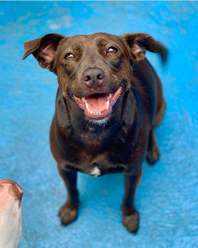 Laila is registered to the contest to win money with this photo: borador, canidae, carnivore, collar, companion_dog, dog, dog_breed, dog_collar, fawn, fur, hunting_dog, liver, non_sporting_group, pet_supply, snout, sporting_group, terrestrial_animal, whiskers, working_animal, working_dog