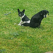 Vaïana participe au concours pour gagner de l'argent avec cette photo : animal, back_to_back, black_and_white_dog, black_dog, canine, companion, daylight, dog, ears, fur, grass, greenery, lawn, nature, outdoor, pet, play_toy, relaxing, sitting, two_animals