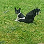 animal, back_to_back, black_and_white_dog, black_dog, canine, companion, daylight, dog, ears, fur, grass, greenery, lawn, nature, outdoor, pet, play_toy, relaxing, sitting, two_animals