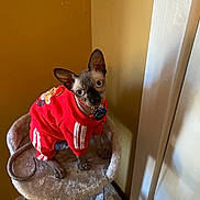 Valentino is registered to the contest to win money with this photo: animal, cat, cat_tree, cozy, curious, cute_pet, domestic_cat, ears_up, feline, furless, hairless_cat, house_pet, indoor, looking_up, pet_accessory, pet_outfit, red_clothing, small_pet, sphynx_cat, yellow_wall