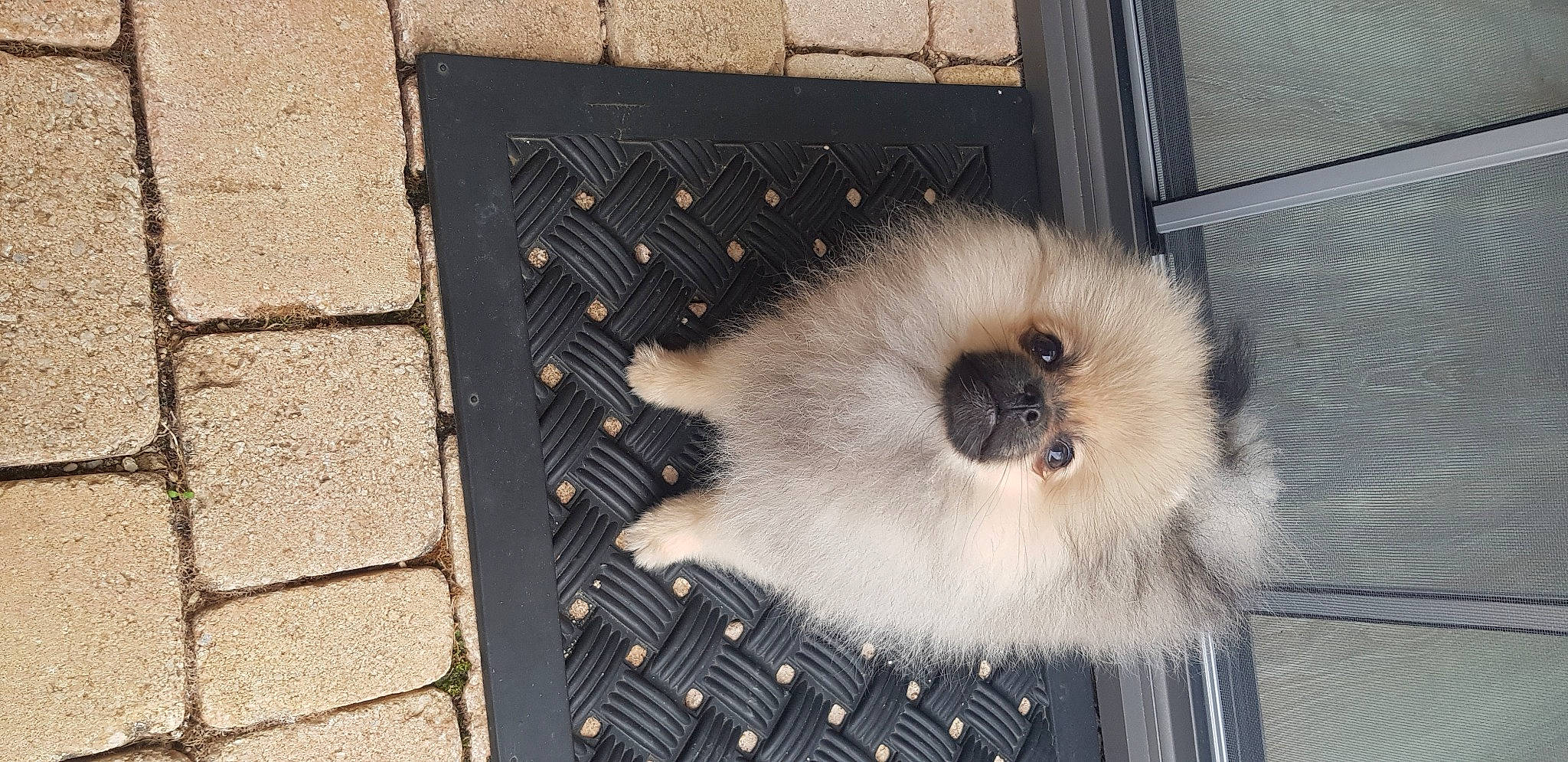 Roxane participe au concours pour gagner de l'argent avec cette photo : canidae, carnivore, cobblestone, companion_dog, concrete, dog_breed, fawn, fur, natural_material, non_sporting_group, pattern, rectangle, road_surface, siamese, snout, whiskers