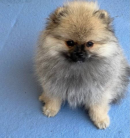 Roxane a rejoint le concours — aidez-le/la à gagner de superbes lots ! ancient_dog_breeds, balance, canidae, carnivore, companion_dog, dog, dog_breed, fawn, fur, german_spitz, german_spitz_klein, german_spitz_mittel, non_sporting_group, snout, terrestrial_animal, toy_dog, working_animal