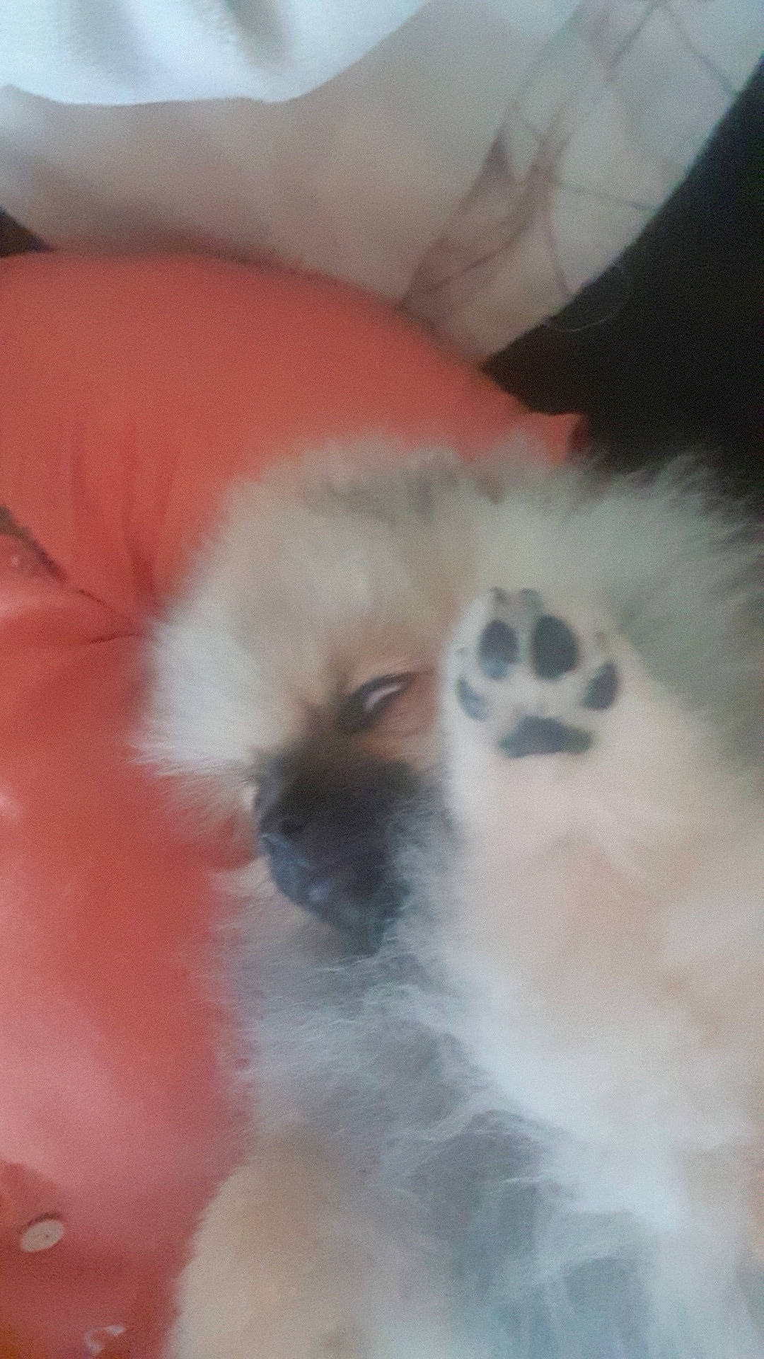 Roxane a rejoint le concours — aidez-le/la à gagner de superbes lots ! canidae, carnivore, companion_dog, dog, dog_breed, fawn, felidae, fur, german_spitz_mittel, non_sporting_group, paw, samoyed, small_to_medium_sized_cats, snout, spitz, terrestrial_animal, toy_dog, volpino_italiano, whiskers, working_animal