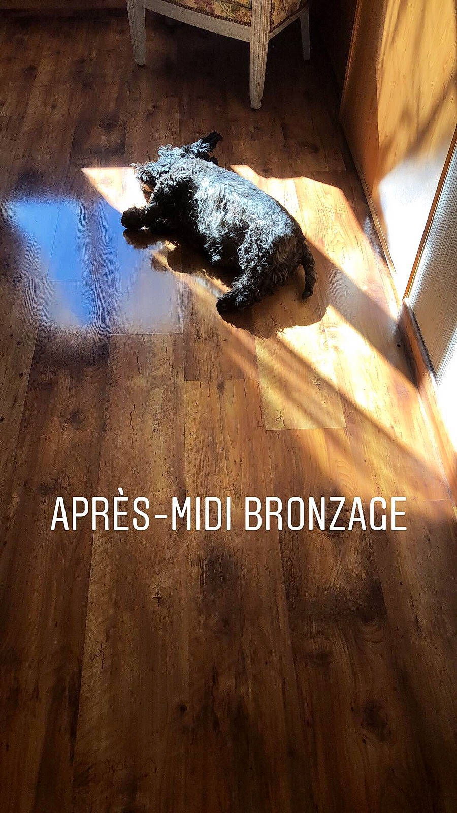 Gordon a rejoint le concours — aidez-le/la à gagner de superbes lots ! brown, companion_dog, floor, flooring, font, hardwood, laminate_flooring, metal, pattern, plank, plywood, rectangle, room, shadow, tail, tints_and_shades, varnish, wood, wood_flooring, wood_stain
