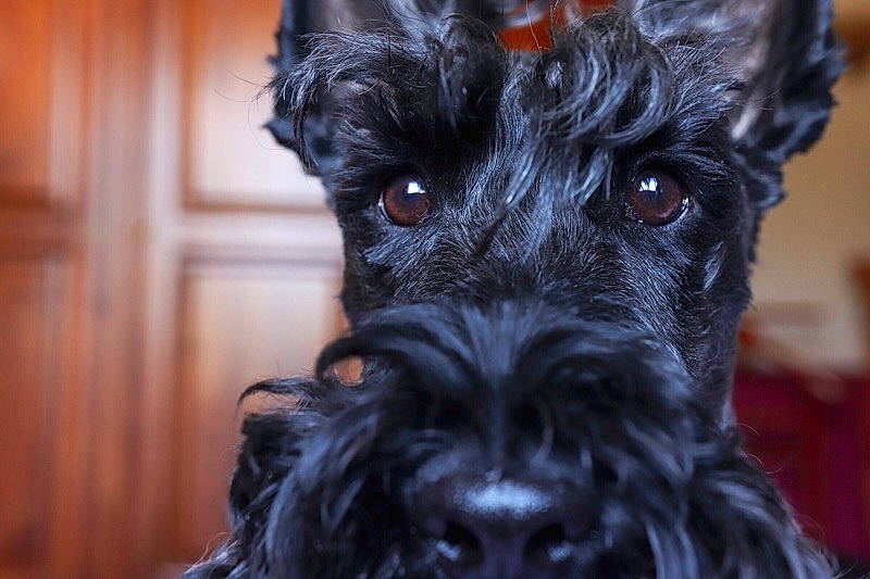 Gordon a rejoint le concours — aidez-le/la à gagner de superbes lots ! canidae, carnivore, companion_dog, dog, dog_breed, fur, non_sporting_group, schnauzer, small_terrier, snout, sporting_group, standard_schnauzer, terrier, toy_dog, water_dog, working_animal