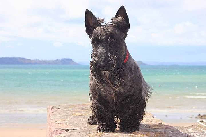 Gordon a rejoint le concours — aidez-le/la à gagner de superbes lots ! beach, canidae, carnivore, cloud, dog, dog_breed, lake, ocean, rock, scottish_terrier, sky, sporting_group, terrestrial_animal, tree, trunk, water, wood, working_animal, working_dog
