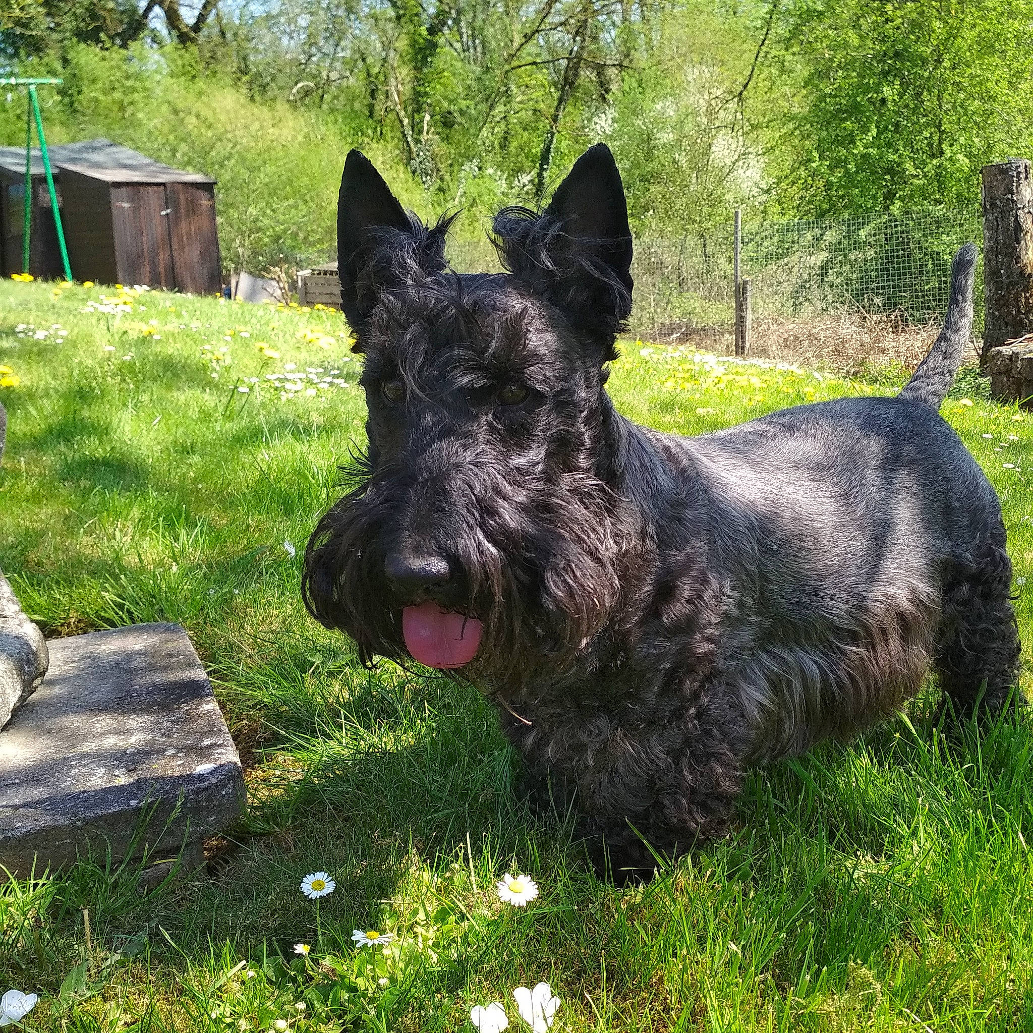 Gordon participe au concours pour gagner de l'argent avec cette photo : canidae, carnivore, companion_dog, dog, dog_breed, grass, groundcover, herding_dog, plant, snout, sporting_group, terrestrial_animal, terrier, tree, water_dog, working_animal, working_dog