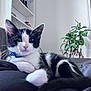 Gribouille a rejoint le concours — aidez-le/la à gagner de superbes lots ! cat, kitten, black_and_white, pet, collar, indoor, plant, potted_plant, shelf, furniture, relaxed, cute, whiskers, fur, animal, domestic, young, resting, closeup, cozy