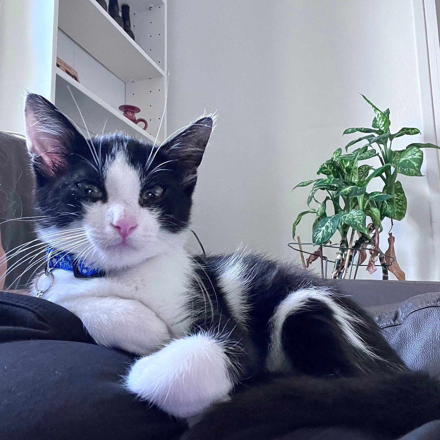 Gribouille a rejoint le concours — aidez-le/la à gagner de superbes lots ! animal, black_and_white, cat, closeup, collar, cozy, cute, domestic, fur, furniture, indoor, kitten, pet, plant, potted_plant, relaxed, resting, shelf, whiskers, young