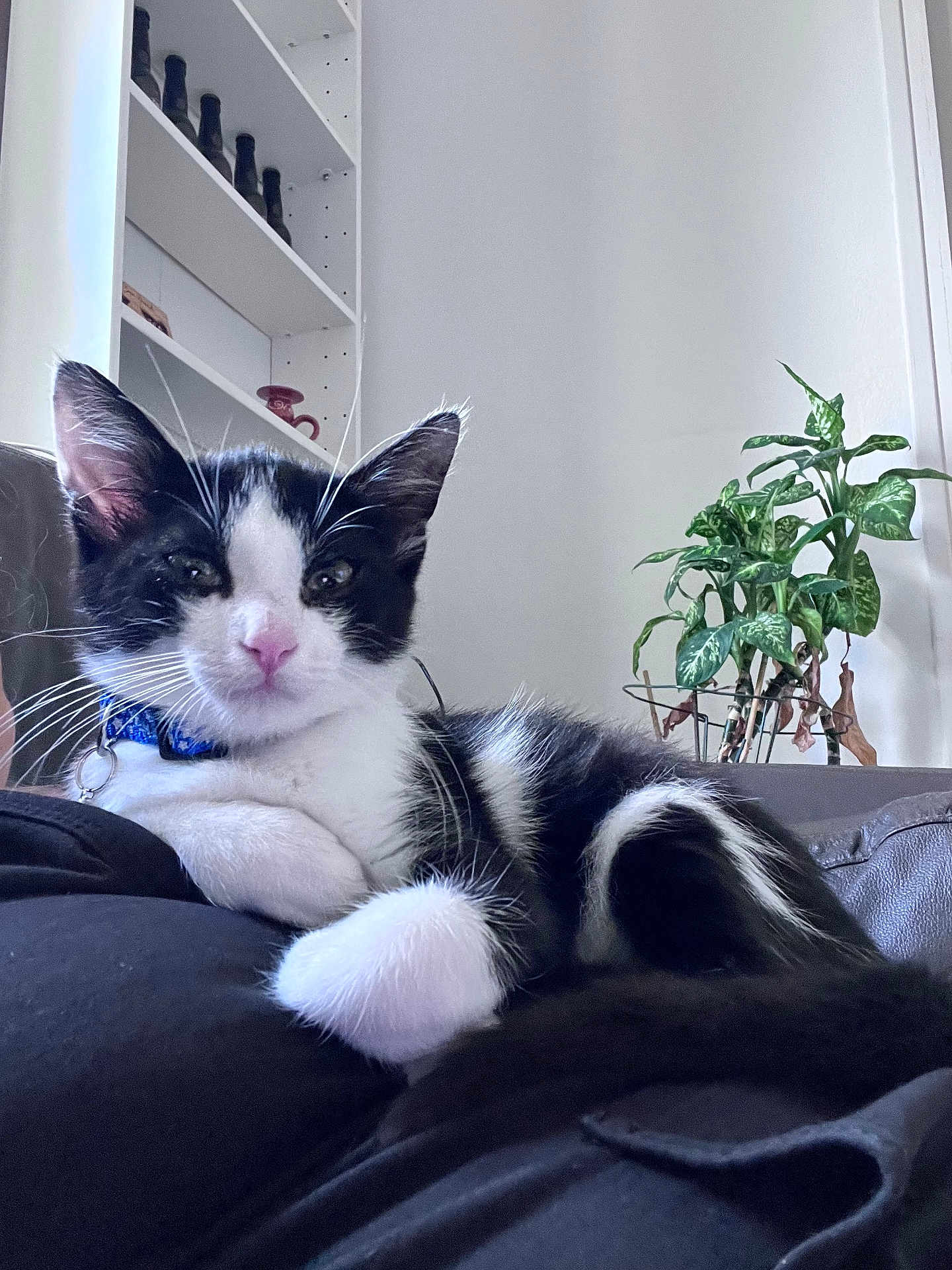 Gribouille a rejoint le concours — aidez-le/la à gagner de superbes lots ! cat, kitten, black_and_white, pet, collar, indoor, plant, potted_plant, shelf, furniture, relaxed, cute, whiskers, fur, animal, domestic, young, resting, closeup, cozy