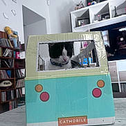 Gribouille a rejoint le concours — aidez-le/la à gagner de superbes lots ! cat, cardboard_box, indoor, table, furniture, bookshelf, decor, living_room, toy, sitting, pet, black_and_white, collar, window_cutout, catmobile, shelf, home, playful, cute, animal
