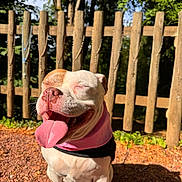 Shana participe au concours pour gagner de l'argent avec cette photo : animal, close_up, daylight, dog, eyes_closed, fence, greenery, ground, happy, nature, outdoor, pet, pink_bandana, rosary, smiling, summer, sunlight, tongue_out, warm_light, wooden_fence