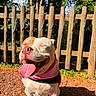 animal, close_up, daylight, dog, eyes_closed, fence, greenery, ground, happy, nature, outdoor, pet, pink_bandana, rosary, smiling, summer, sunlight, tongue_out, warm_light, wooden_fence