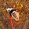 animal, brown_and_white, canine, close_up, curious, daylight, dog, field, grass, harness, leash, looking_up, nature, outdoor, pet, shoes, summer, sunlight, walking, wildflowers
