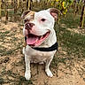 Shana participe au concours pour gagner de l'argent avec cette photo : animal, brown_patch, canine, closeup, collar, daytime, dirt, dog, ears, grass, happy, nature, outdoor, pet, sitting, sky, smiling, sunflower_field, tongue_out, white_fur