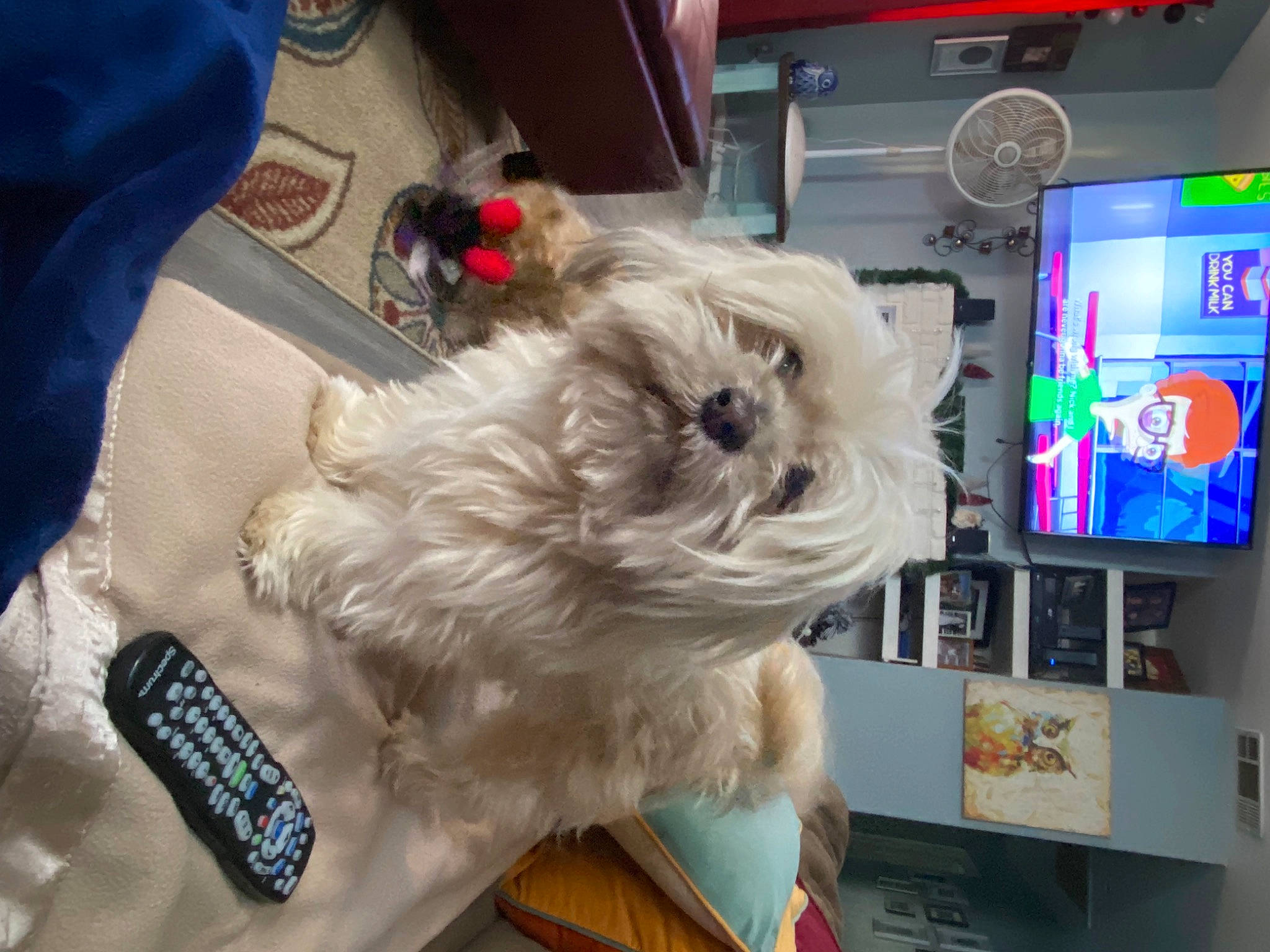 Max joined the competition — help win amazing prizes! carnivore, companion_dog, dog, dog_breed, dog_clothes, dog_supply, eyewear, fawn, felidae, fur, gadget, mobile_phone, small_terrier, snout, sunglasses, terrier, toy, toy_dog, whiskers, working_animal