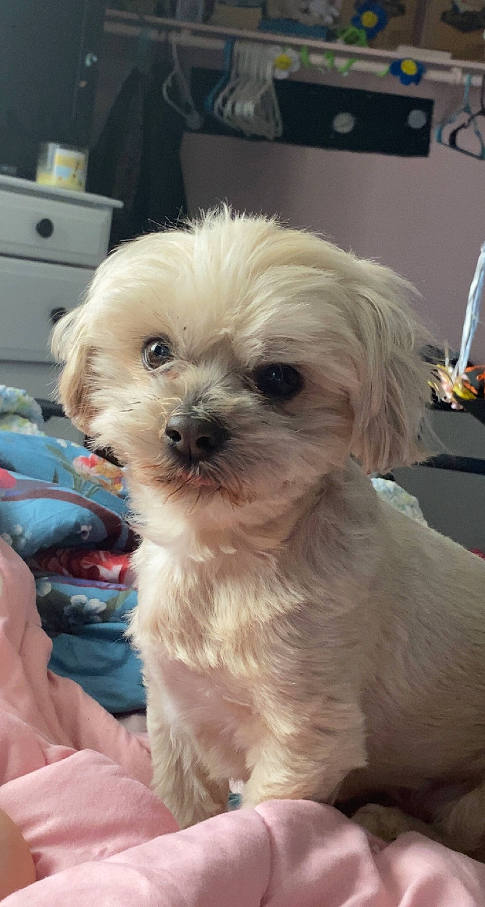 Max is registered to the contest to win money with this photo: cabinetry, canidae, carnivore, companion_dog, dog, dog_breed, drawer, fur, pekapoo, poodle_crossbreed, puppy, puppy_love, shih_poo, shih_tzu, small_terrier, snout, sporting_group, terrier, toy_dog, yorkipoo