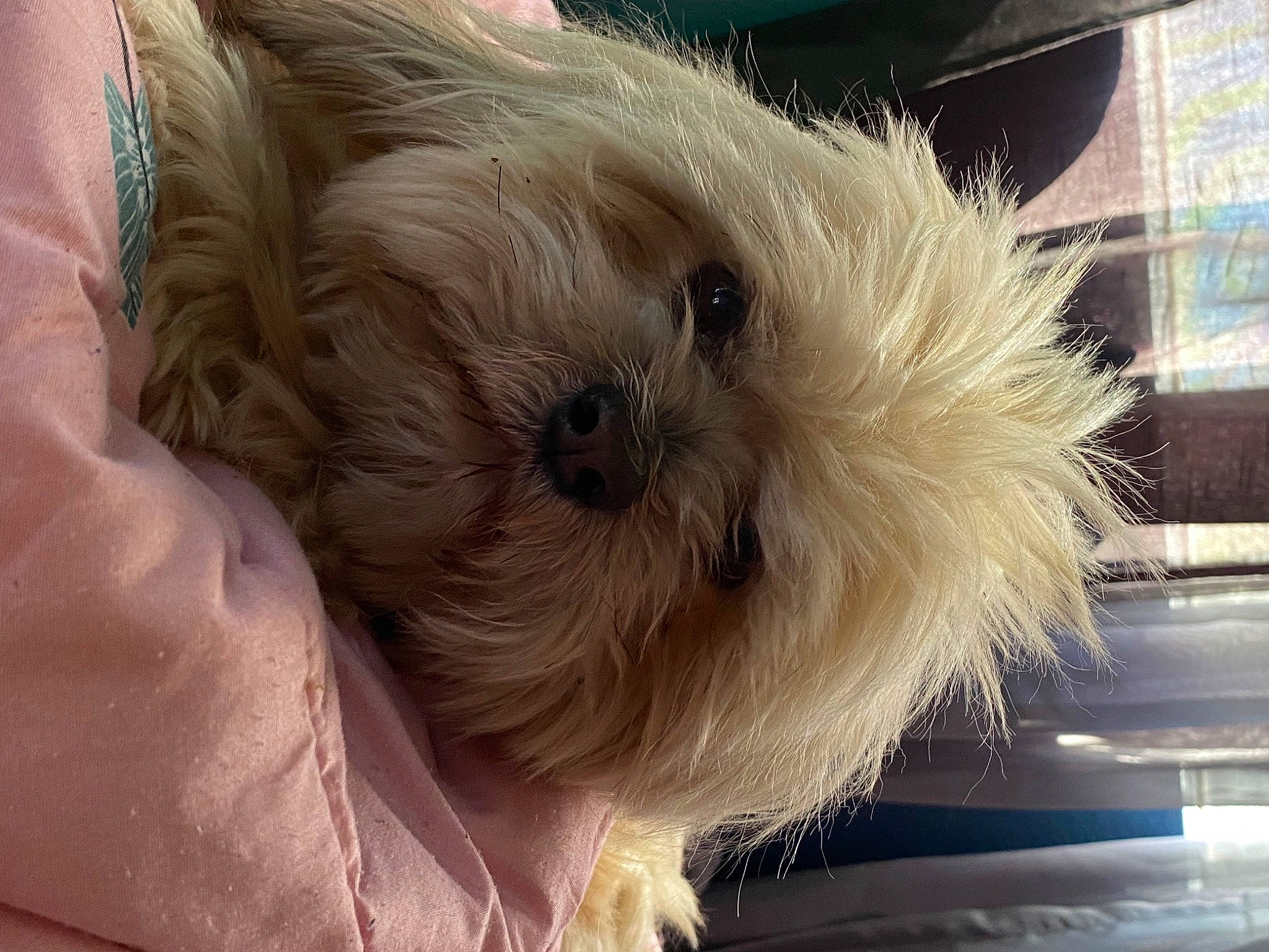 Max is registered to the contest to win money with this photo: canidae, carnivore, companion_dog, dog, dog_breed, fawn, fur, non_sporting_group, poodle_crossbreed, puppy_love, shih_poo, shih_tzu, small_terrier, snout, sporting_group, terrier, toy_dog, whiskers, working_animal, yorkipoo