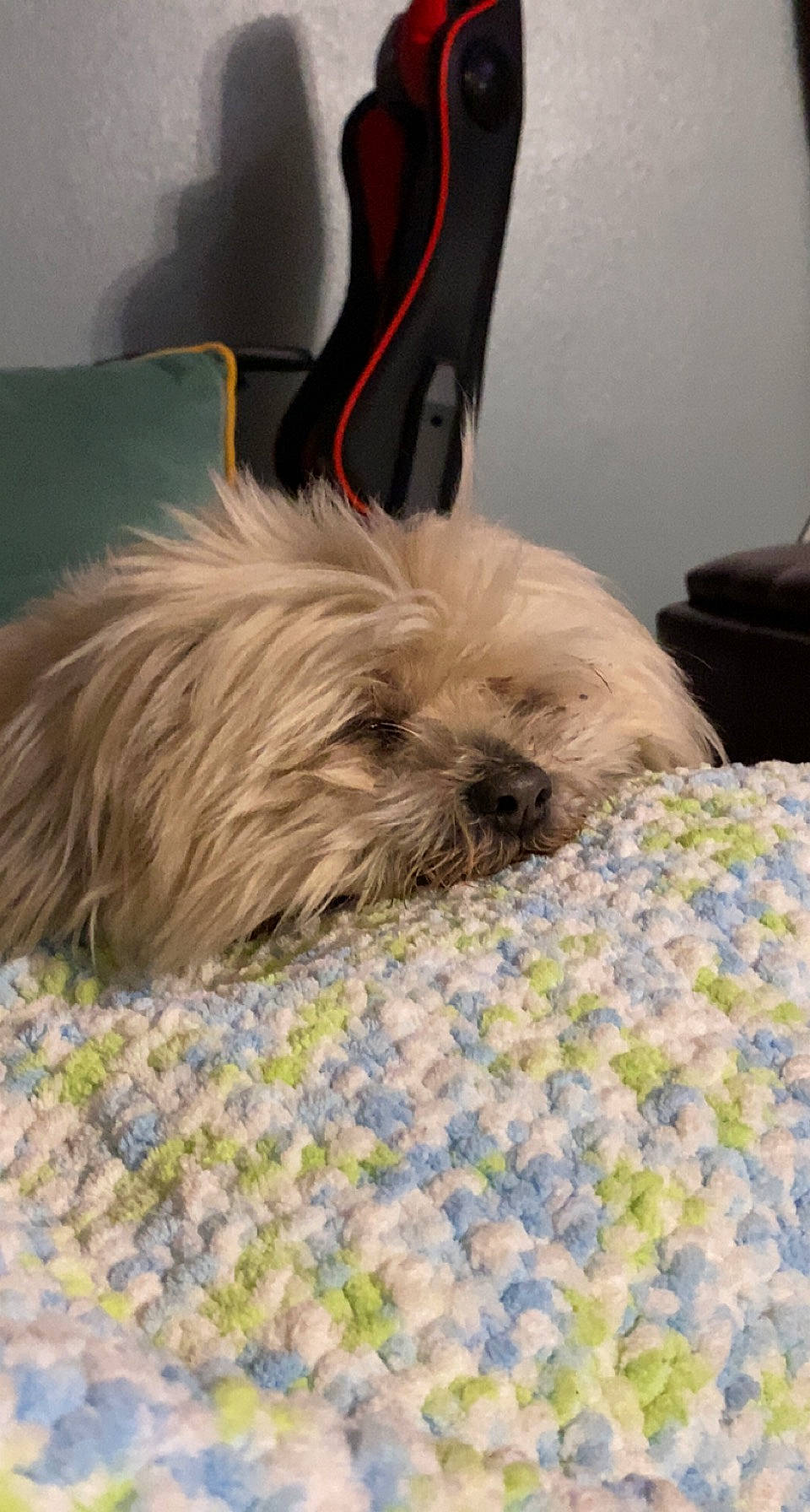 Max joined the competition — help win amazing prizes! bed, bed_sheet, bedding, canidae, carnivore, comfort, companion_dog, dog, dog_breed, dog_supply, fawn, felidae, fur, linens, nap, small_terrier, tail, terrier, toy_dog, working_animal