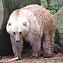 Angel joined the competition — help win amazing prizes! bear, brown_bear, carnivore, claw, fur, plant, snout, tail, terrestrial_animal, whiskers, wildlife