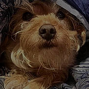 Angel is registered to the contest to win money with this photo: canidae, carnivore, companion_dog, dog, dog_breed, fur, liver, small_terrier, snout, sporting_group, terrier, toy_dog, working_animal