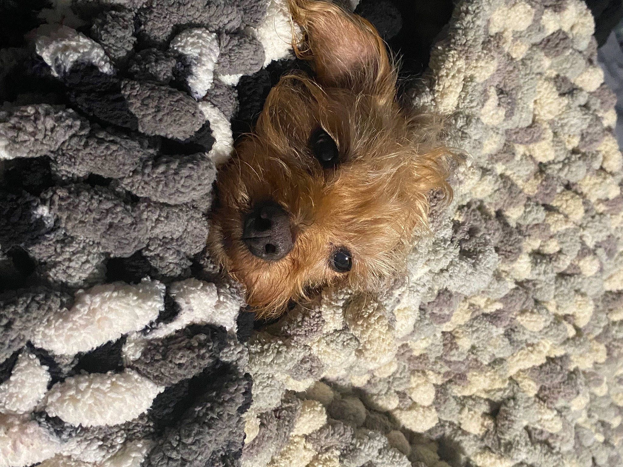 Angel is registered to the contest to win money with this photo: bedrock, carnivore, close_up, dog, dog_breed, fawn, fur, insect, organism, rock, rodent, snout, soil, terrestrial_animal, terrier, toy, toy_dog, trunk, wildlife, wood