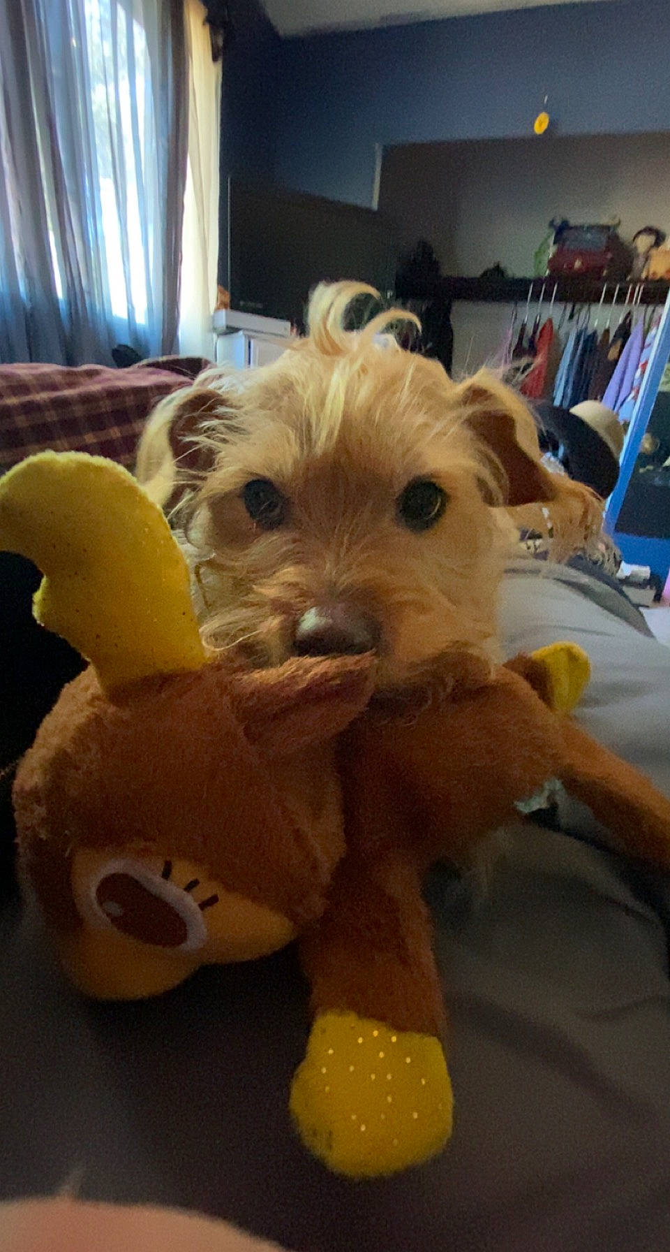 Angel joined the competition — help win amazing prizes! canidae, carnivore, closet, companion_dog, curtain, dog_breed, fawn, flooring, fur, plush, room, shelf, small_terrier, sporting_group, stuffed_toy, toy, toy_dog, wood, working_animal