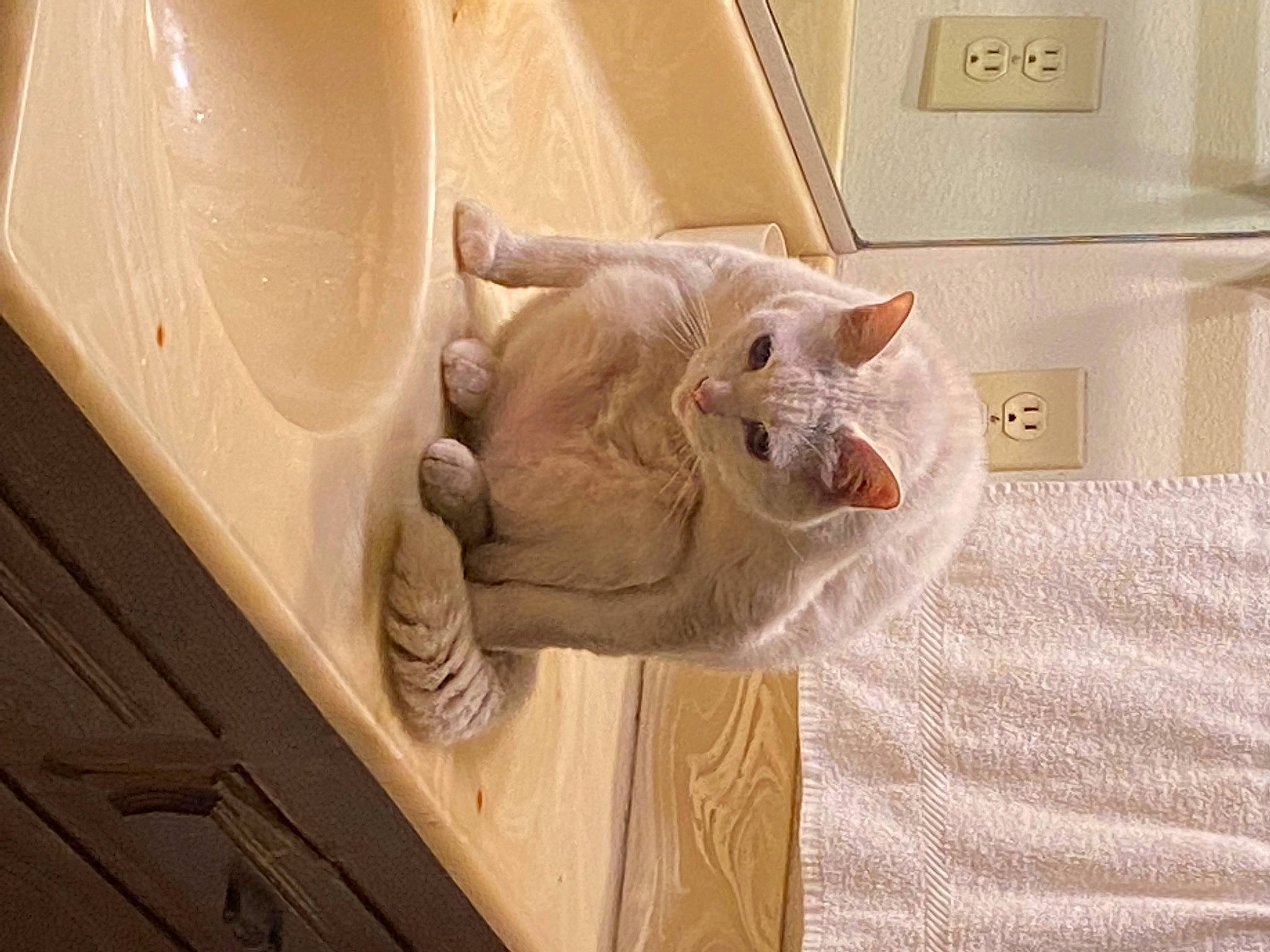 Boogie is registered to the contest to win money with this photo: carnivore, cat, ceiling, comfort, curtain, domestic_short_haired_cat, door, felidae, flooring, fur, hardwood, paw, room, small_to_medium_sized_cats, tail, whiskers, window, wood